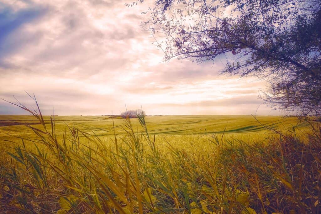 Manitoba field
